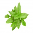Flavour Peppermint